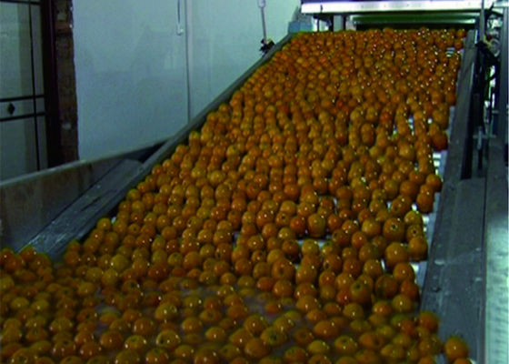 Chiny Inteligentna linia produkcyjna warzyw owocowych Automatyczne systemy przenośników opakowań dostawca