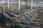 Zautomatyzowana cegła - kształtowana linia do produkcji mleczarskiej do mleka czystego / odtworzonego dostawca